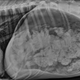 Illustration for article titled 5 X-Rays That Reveal The Craziest Things Pets Have Ever Swallowed